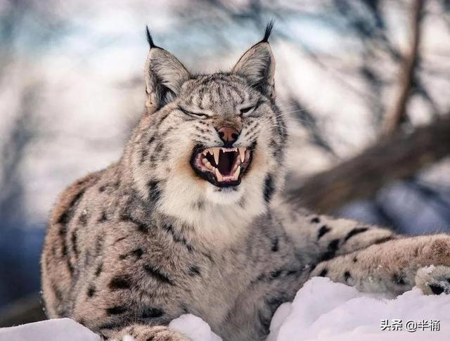 怎么区分狼和狗，狼会把狗当同类吗（成年人能徒手打败狼吗）