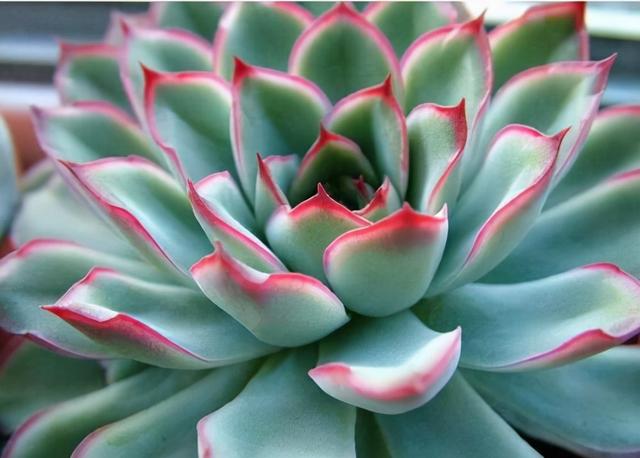 花，花好月圆人长久（72种鲜花欣赏图片）