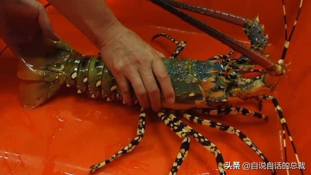 小龙虾属于海鲜类吗，小龙虾是海鲜吗（龙虾：从小龙虾到大花龙）
