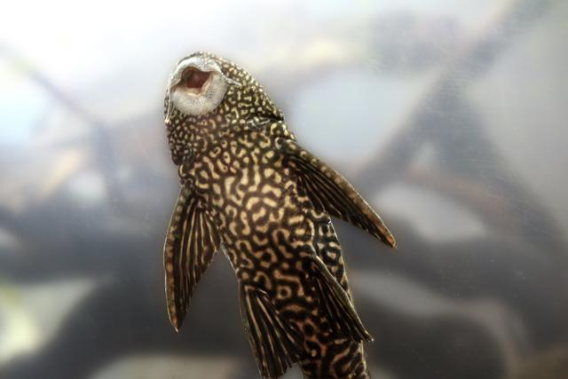 什么是清道夫，什么是清道夫鱼能吃吗（活埋清道夫被指责虐待动物）