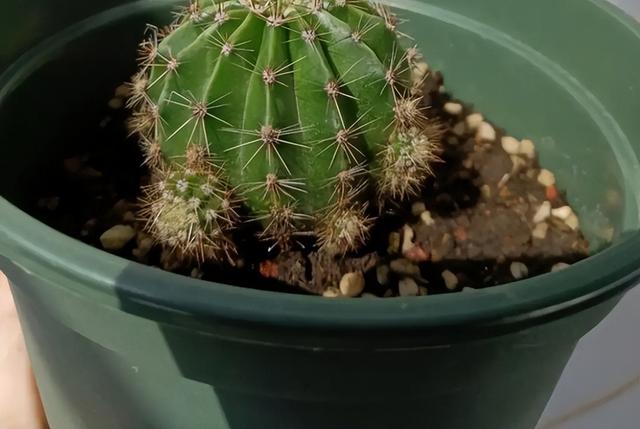 仙人掌不是花，没法让人捧在手心上。，仙人掌有什么品种（花大色艳开满了图片）