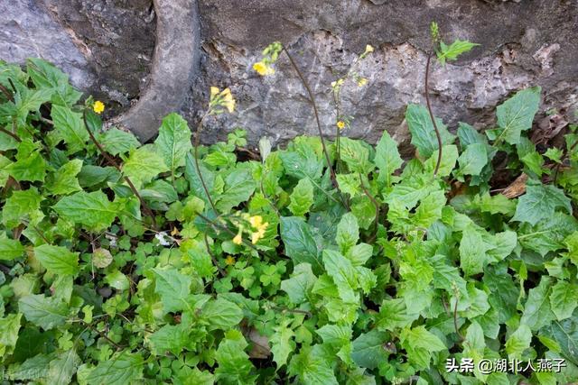 刺兒菜(刺兒菜圖片,教你認識不同的野菜和吃法(刺兒菜圖片功效和藥用)