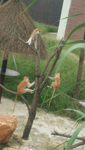 苏州上方山森林公园，里面乾隆御道全都是野猴子，不给吃的不让走
