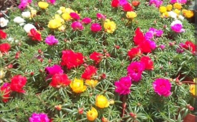 太阳花怎样养护才开花多，掌握3个“技巧”