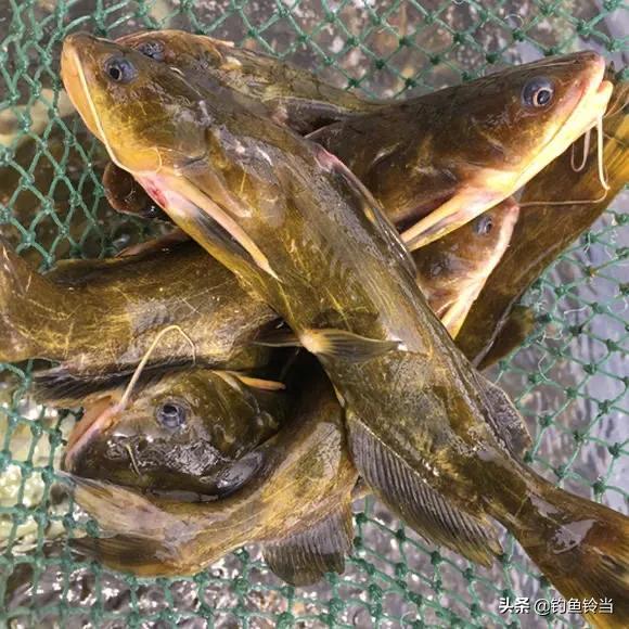 夜间钓鱼技巧全解析：如何选点、配饵、调漂，轻松提升夜钓成功率