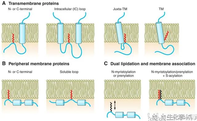 et是什么基团，蛋白质的脂化修饰<PTM>