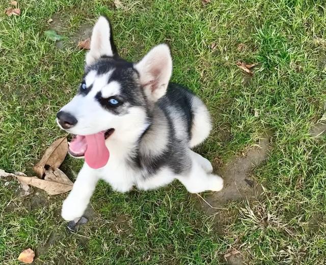 最不忠心的五种狗，最忠心的五种狗（最“忘恩负义”的5种狗）