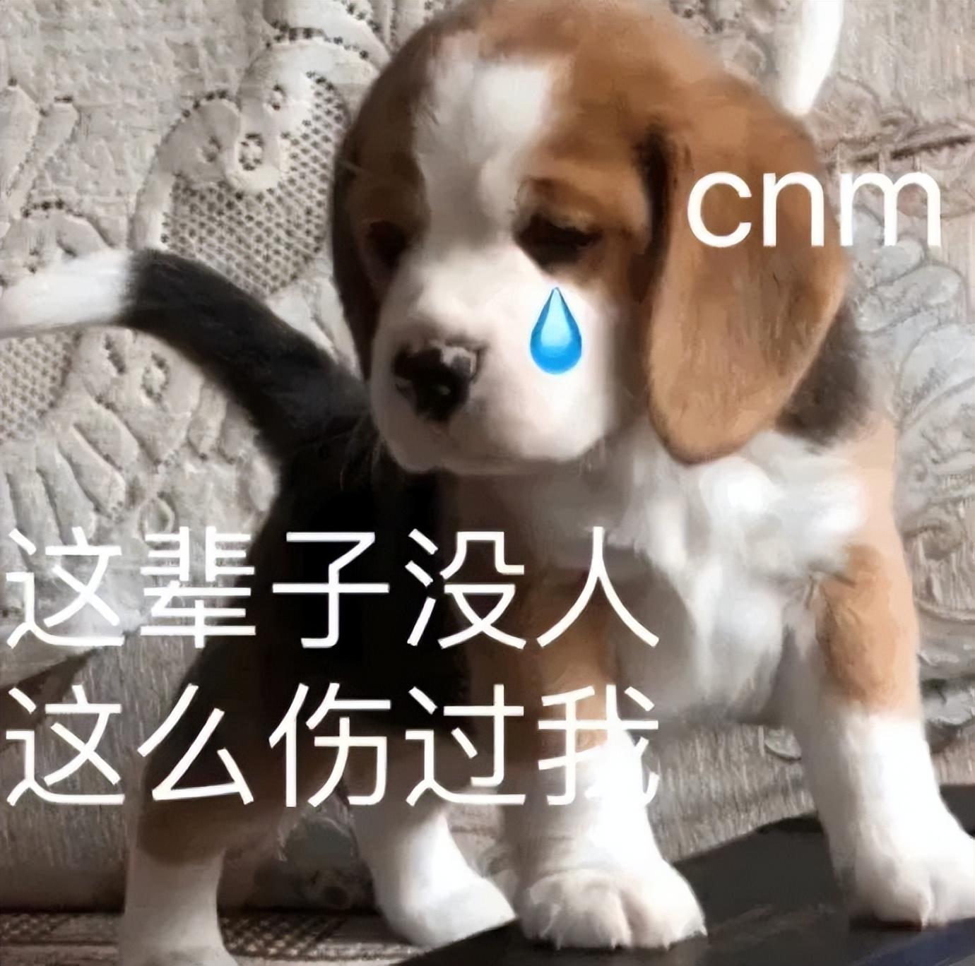 最近很火的表情包(网上超火的表情包)