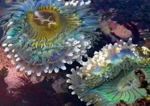 描写海底的优美段落，描写海洋的好段_描写海底动物的优美段落（美丽的海底世界）