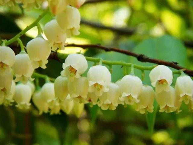 鲜花的花语和花的数目的寓意，鲜花数量的寓意（100种迷人的“数字花”）