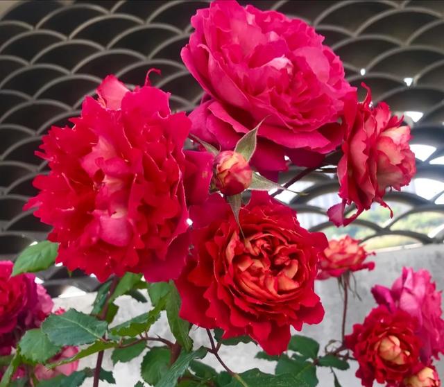 梦露和艾莎月季的区别，月季梦露百科（12种大花月季）