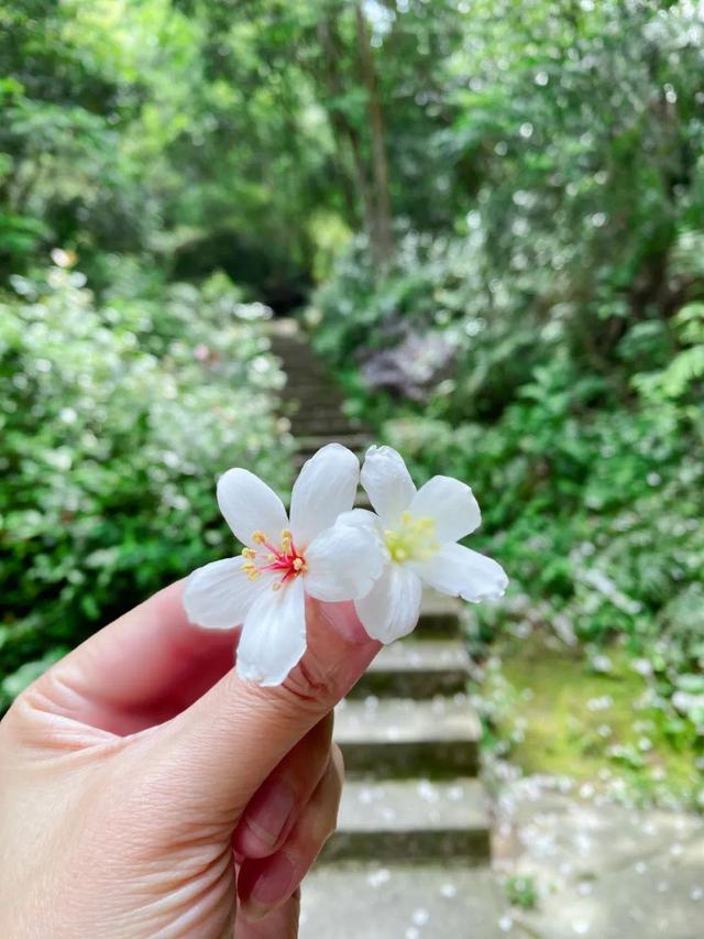 福州鼓岭啥时候下雪，福州五月纷飞“雪”