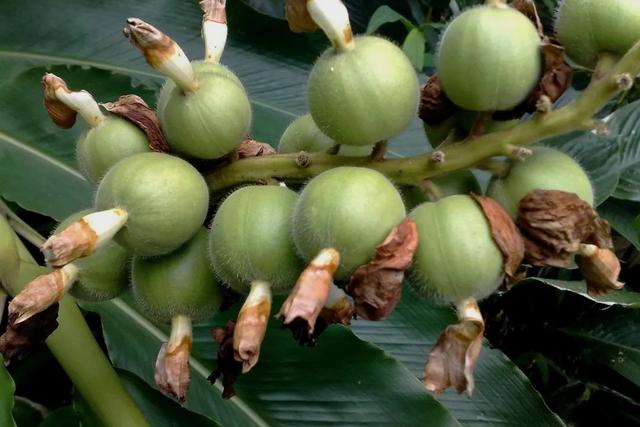 姜的种类和功效，姜的种类和功效和作用（12种姜科的辛香料）