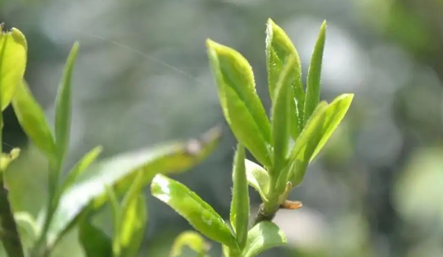 绿茶都有哪些，什么是绿茶 绿茶有哪些品种（夏天“最值得”喝的绿茶榜）