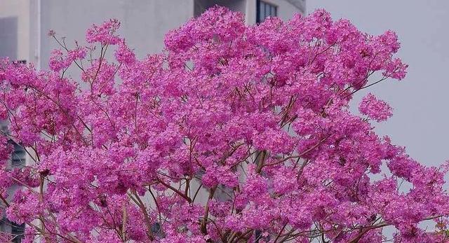 紫花风铃木可以盆栽吗，紫花风铃木北方能成活吗（分享——紫花风铃木）