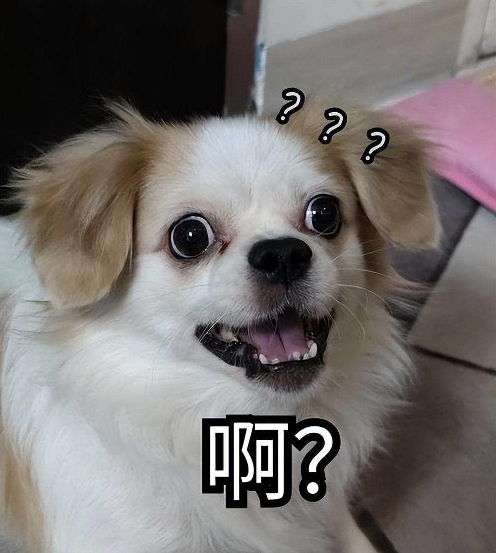 狗狗失智症也就是认知功能障碍症侯群,因为狗狗的脑部神经逐渐退化
