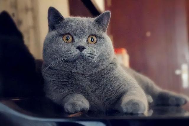英短蓝猫容易生什么病，蓝猫“遗弃率高”不是没有道理