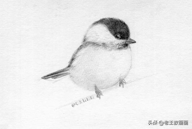 铅笔画入门教程，铅笔画萌少女入门教程（教你用铅笔画羽毛的质感）