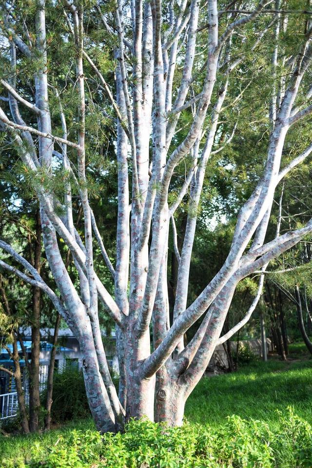 常青树有什么特点常青树有什么特点和作用常绿树和落叶树都有哪些