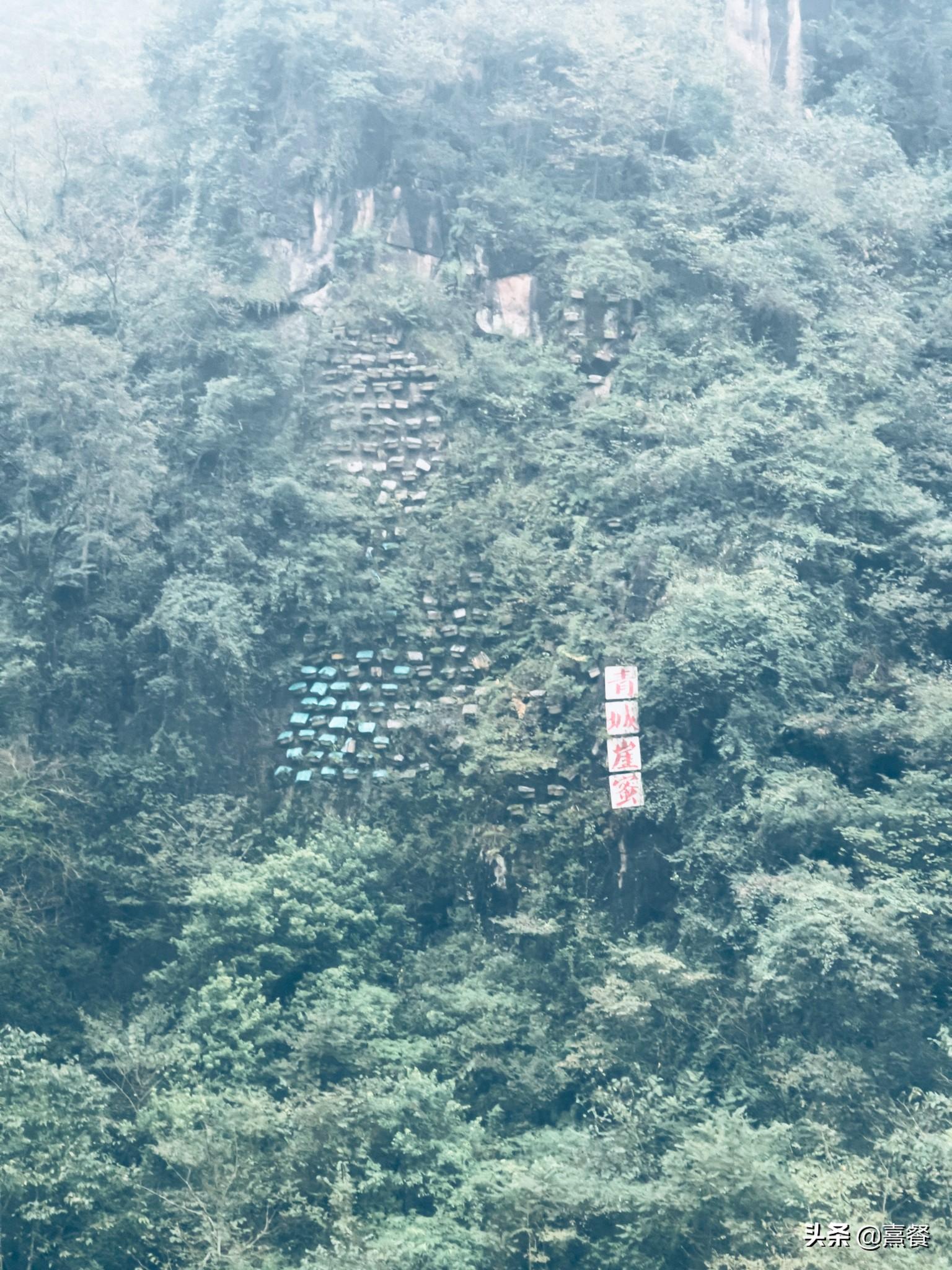 青城山后山门票(青城山后山景区门票)