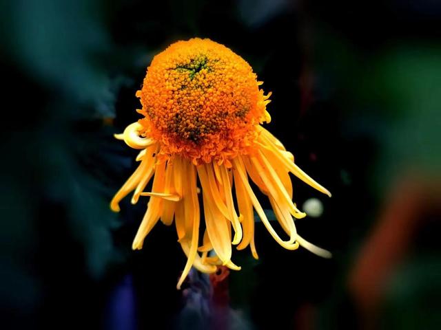 重阳节和菊花有什么关系，重阳节菊花代表什么意思（重阳节与菊花）