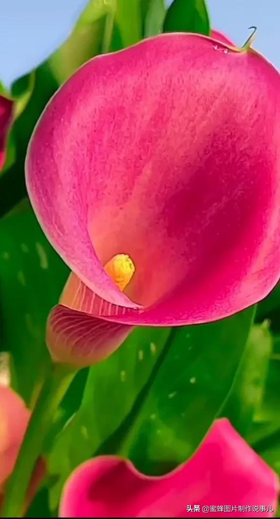 风景美图，风景美图壁纸（鲜花争艳，美景如画，过目不忘）