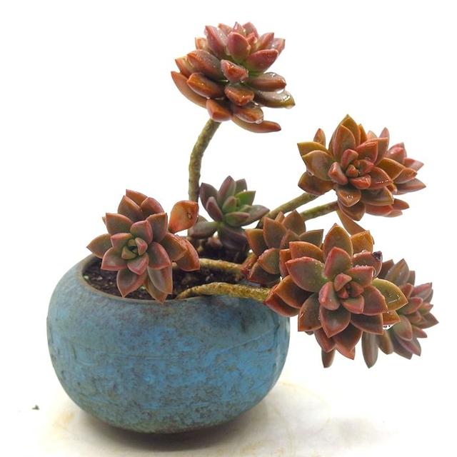 养着省心颜值高又爱长爆盆的多肉，这些多肉大普货