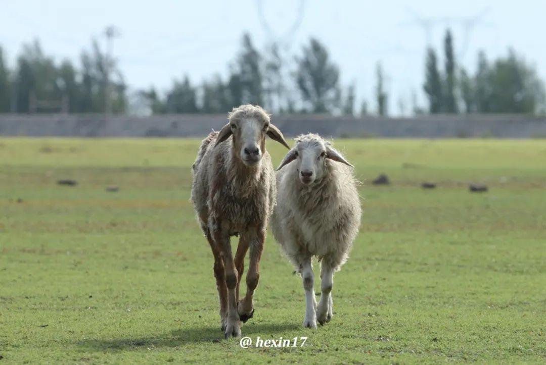 辛社一只羊,一只羊!图片来自taopiccom那么,绵羊和山羊是什么关系呢?