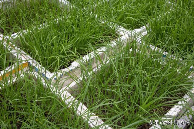 阳台上种花种菜非常实用，阳台、泡沫箱、花盆最适合种植这些蔬菜