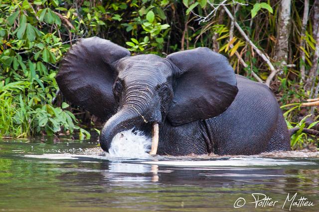 快要灭绝的动物，世界上有哪几种快要灭绝的动物（人类还没研究好）