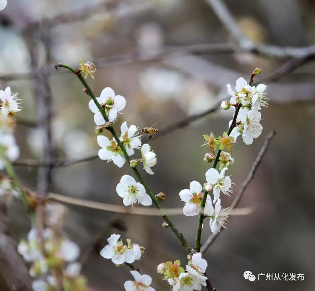 从化流溪河国家森林公园美篇，广州从化：岁寒梅花开满枝