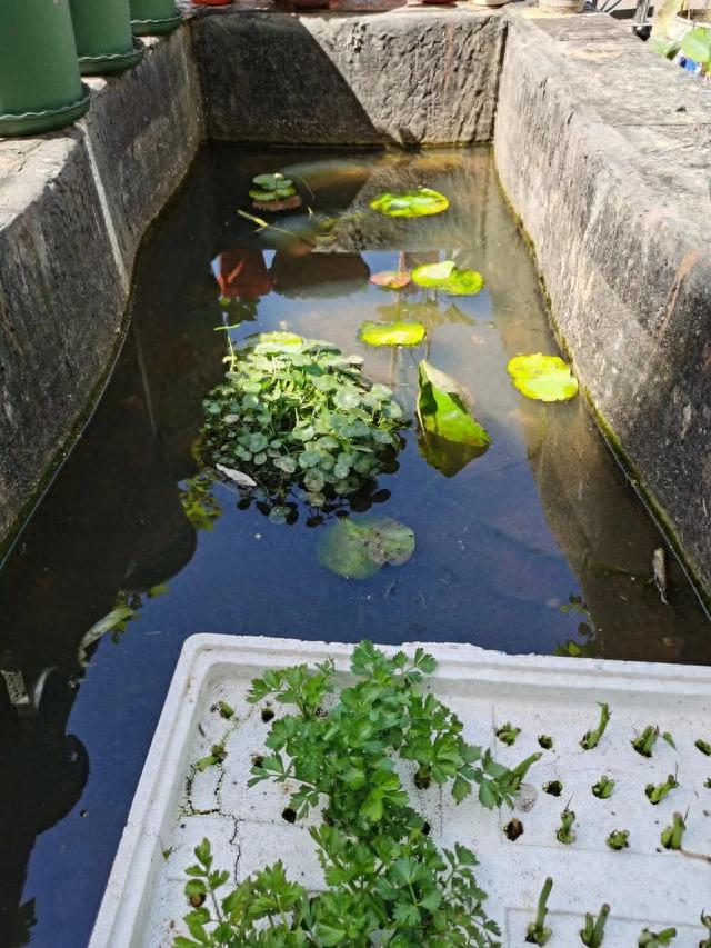 莲蓬子怎么种，阳台种荷花，种莲蓬