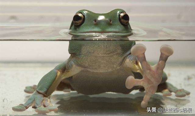 树蛙吃什么,树蛙有毒吗(宁波海关截获的树蛙)