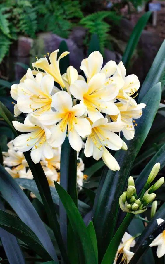 梅花象征什么，梅花象征什么青松象征什么雪花象征什么（中国十大名花排行榜）