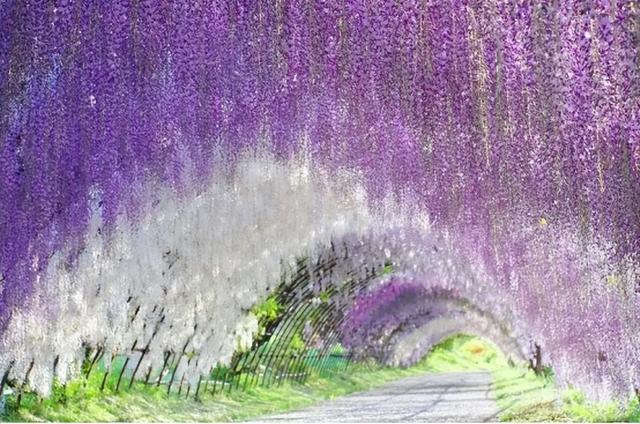 春天开的常见的花，春天的花有哪些（春天的花有哪些 名字）