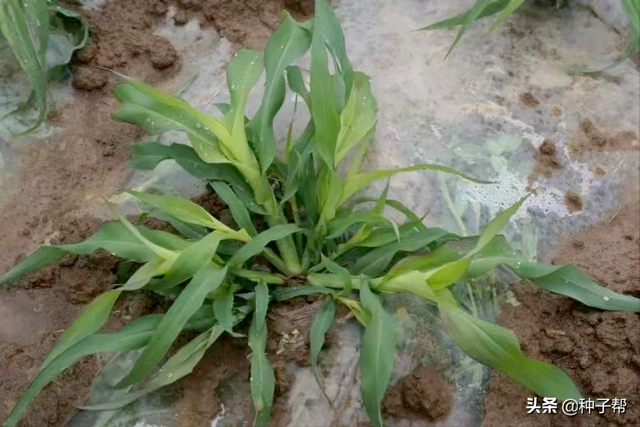 牧草种植品种的选择，干货分享：牧草品种怎么选择