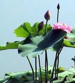 夏天荷花的描写，描写夏天荷花的景色（夏日荷花別样美）