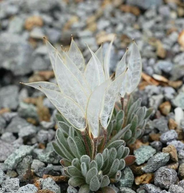 奇葩花是一种花吗，花也有奇葩花。不可错过的花界小奇葩