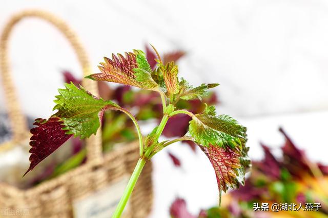 农村100种野菜图片，野菜的种类（常见的野菜图片与名字）