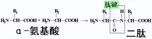 生物活性物质（生物活性肽一）