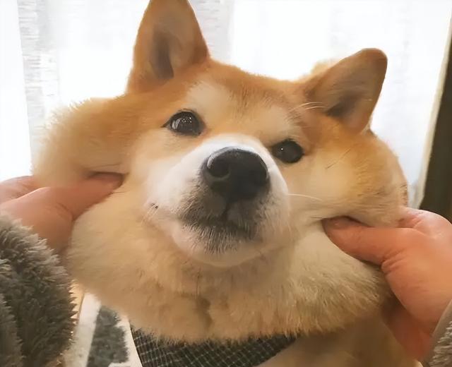 哪种狗狗比较好养，哪种狗狗好养（国内7大最好养的狗）