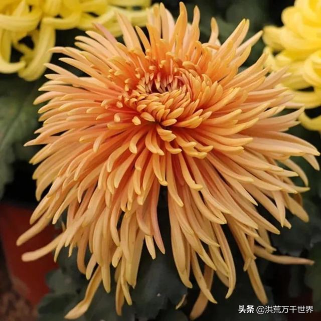 菊花的种类名称及图片，菊花有几种品种（看看有没有你喜欢或者认识的）