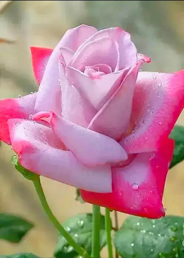 繁花似锦下一句是什么，一路繁花似锦下一句是什么（美醉你的心田）