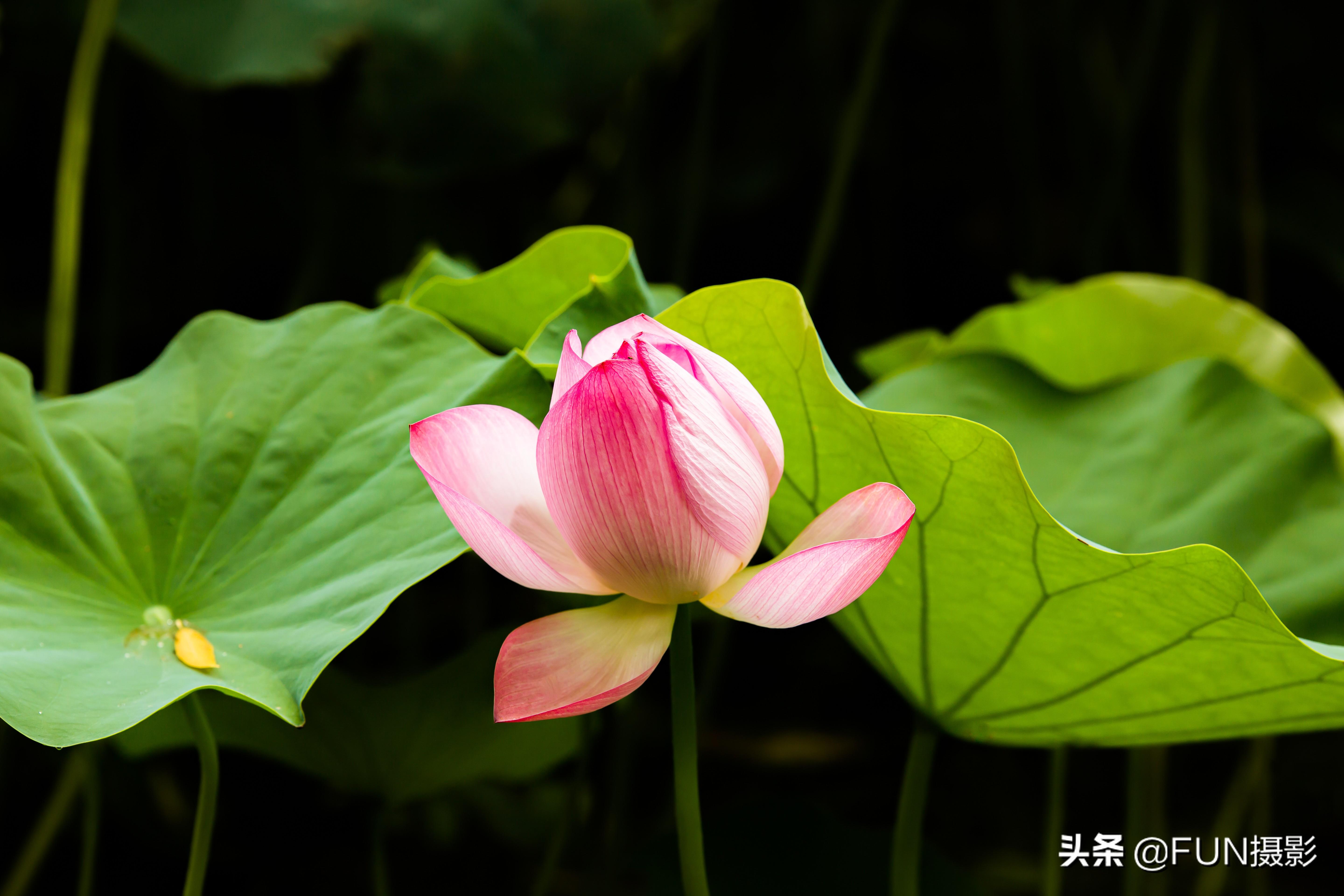 新手学摄影用什么相机，摄影入门教程从零开始学摄影