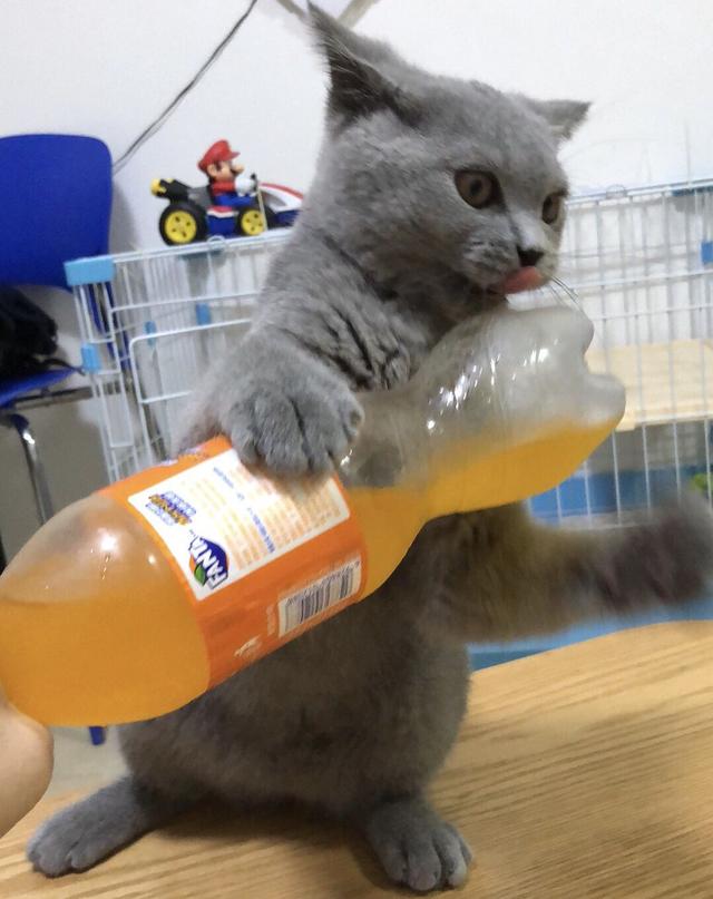 如何看英短猫好不好养，英短猫被“养得好”