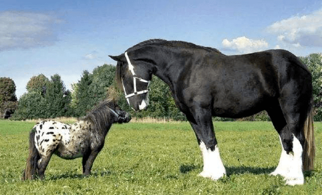 世界十大品种名马，世界上最强的五种马