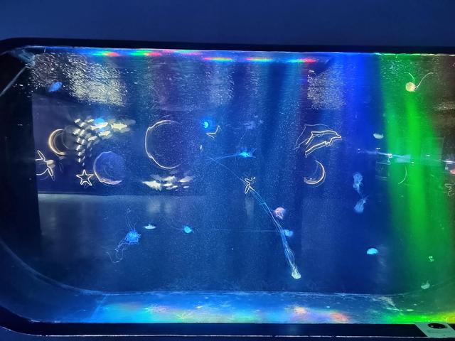 厦门椰风寨游乐场，厦门十大人少好玩的景点是什么（厦门旅游推荐之椰风寨海洋科普乐园）