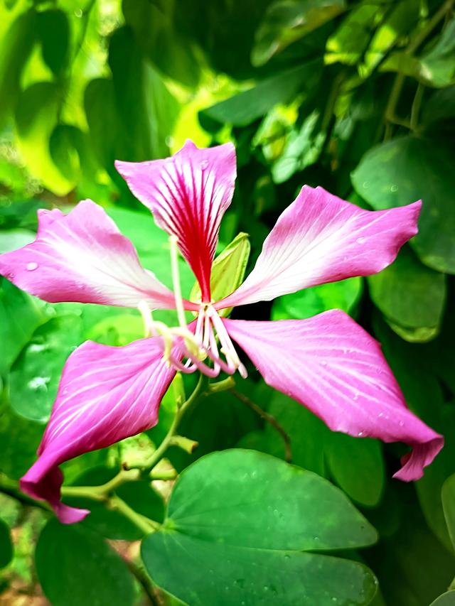 紫荆花代表什么，紫荆花代表什么精神（紫荆花的花语是亲情）