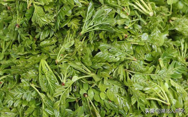 农村100种野菜图片，野菜的种类（常见的野菜图片与名字）