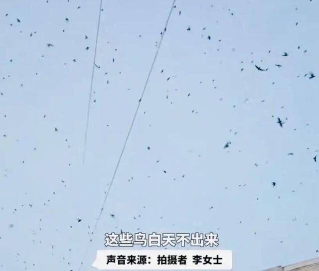 蝙蝠是鸟吗，四川德阳傍晚出现“密集鸟群”（蝙蝠是鸟吗请说明你的理由）